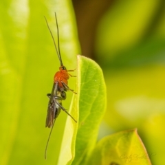 Ichneumonoidea (Superfamily) (A species of parasitic wasp) at Page, ACT - 7 Oct 2023 by Cristy1676