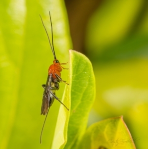 Ichneumonoidea (Superfamily) at Page, ACT - 7 Oct 2023 02:51 PM