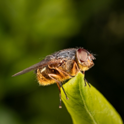 Calliphora stygia (Brown blowfly or Brown bomber) at Page, ACT - 7 Oct 2023 by Cristy1676