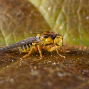 Chloropidae (family) at Page, ACT - 25 Apr 2024