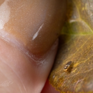 Chloropidae (family) at Page, ACT - 25 Apr 2024 11:38 AM