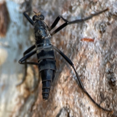 Boreoides subulatus (Wingless Soldier Fly) at Hackett, ACT - 26 Apr 2024 by Hejor1