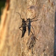 Boreoides subulatus at Holtze Close Neighbourhood Park - 26 Apr 2024 04:51 PM