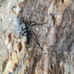 Boreoides subulatus at Holtze Close Neighbourhood Park - 26 Apr 2024 04:51 PM