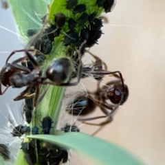 Aphididae (family) (Unidentified aphid) at Holtze Close Neighbourhood Park - 26 Apr 2024 by Hejor1