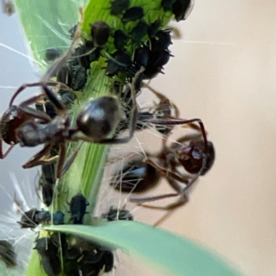 Aphididae (family) (Unidentified aphid) at Holtze Close Neighbourhood Park - 26 Apr 2024 by Hejor1