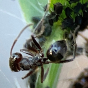 Aphididae (family) at Holtze Close Neighbourhood Park - 26 Apr 2024