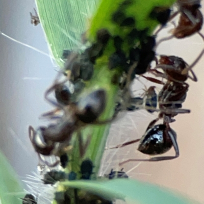 Notoncus capitatus (An epaulet ant) at Hackett, ACT - 26 Apr 2024 by Hejor1
