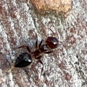 Crematogaster sp. (genus) (Acrobat ant, Cocktail ant) at Holtze Close Neighbourhood Park by Hejor1