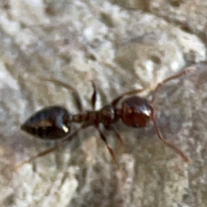 Crematogaster sp. (genus) at Holtze Close Neighbourhood Park - 26 Apr 2024 04:57 PM