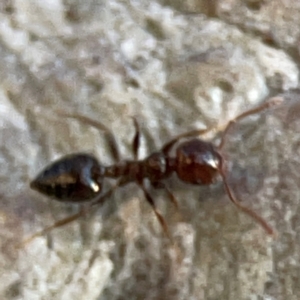 Crematogaster sp. (genus) at Holtze Close Neighbourhood Park - 26 Apr 2024