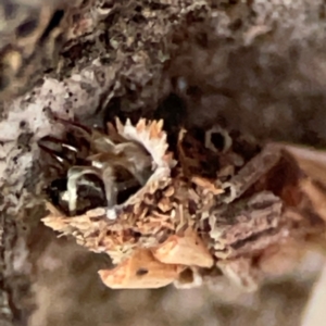 Psychidae (family) IMMATURE (Unidentified case moth or bagworm) at Holtze Close Neighbourhood Park by Hejor1