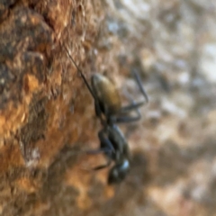 Camponotus aeneopilosus at Hackett, ACT - 26 Apr 2024 by Hejor1