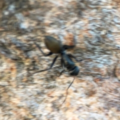 Camponotus aeneopilosus at Holtze Close Neighbourhood Park - 26 Apr 2024