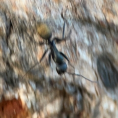 Camponotus aeneopilosus at Holtze Close Neighbourhood Park - 26 Apr 2024