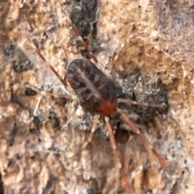 Rainbowia sp. (genus) at Hackett, ACT - 26 Apr 2024 by Hejor1