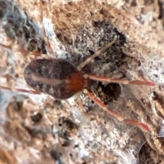 Erythraeidae (family) at Holtze Close Neighbourhood Park - 26 Apr 2024 05:06 PM