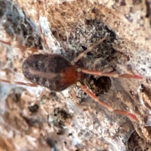 Erythraeidae (family) at Holtze Close Neighbourhood Park - 26 Apr 2024