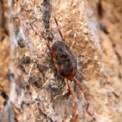 Erythraeidae (family) at Holtze Close Neighbourhood Park - 26 Apr 2024