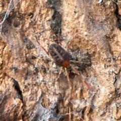 Erythraeidae (family) at Holtze Close Neighbourhood Park - 26 Apr 2024 05:06 PM