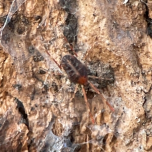 Erythraeidae (family) at Holtze Close Neighbourhood Park - 26 Apr 2024