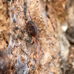 Erythraeidae (family) at Holtze Close Neighbourhood Park - 26 Apr 2024 05:06 PM