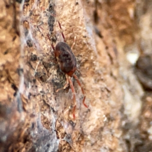 Erythraeidae (family) at Holtze Close Neighbourhood Park - 26 Apr 2024