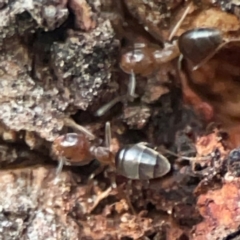 Formicidae (family) (Unidentified ant) at Holtze Close Neighbourhood Park - 26 Apr 2024 by Hejor1