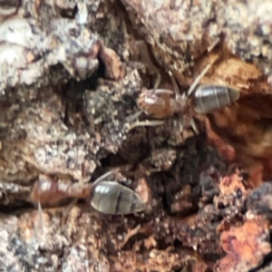 Formicidae (family) at Holtze Close Neighbourhood Park - 26 Apr 2024 05:07 PM