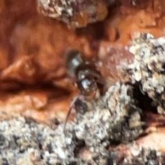 Formicidae (family) at Holtze Close Neighbourhood Park - 26 Apr 2024