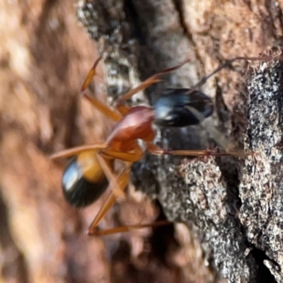 Camponotus consobrinus (Banded sugar ant) at Hackett, ACT - 26 Apr 2024 by Hejor1