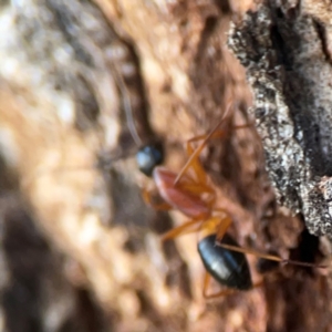 Camponotus consobrinus at Holtze Close Neighbourhood Park - 26 Apr 2024