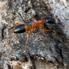 Camponotus consobrinus at Holtze Close Neighbourhood Park - 26 Apr 2024