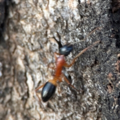 Camponotus consobrinus at Holtze Close Neighbourhood Park - 26 Apr 2024