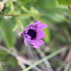 Dimorphotheca ecklonis (African Daisy) at Hackett, ACT - 26 Apr 2024 by Hejor1