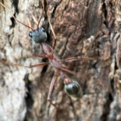 Myrmecia nigriceps (Black-headed bull ant) at Holtze Close Neighbourhood Park - 26 Apr 2024 by Hejor1