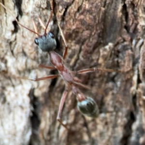 Myrmecia nigriceps (Black-headed bull ant) at Holtze Close Neighbourhood Park by Hejor1