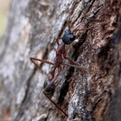 Myrmecia nigriceps at Holtze Close Neighbourhood Park - 26 Apr 2024 05:12 PM