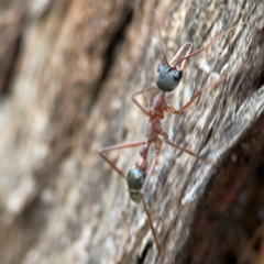 Myrmecia nigriceps at Holtze Close Neighbourhood Park - 26 Apr 2024 05:12 PM