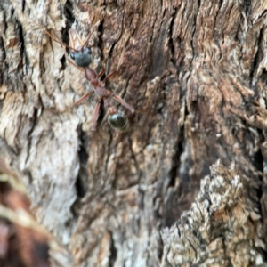 Myrmecia nigriceps at Holtze Close Neighbourhood Park - 26 Apr 2024