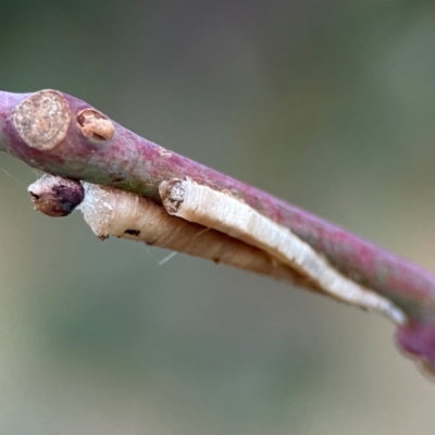 Chaetophyes compacta (Tube spittlebug) at Hackett, ACT - 26 Apr 2024 by Hejor1