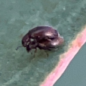 Latridiidae sp. (family) at Holtze Close Neighbourhood Park - 26 Apr 2024 05:15 PM