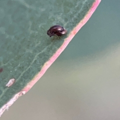 Latridiidae sp. (family) at Holtze Close Neighbourhood Park - 26 Apr 2024 05:15 PM