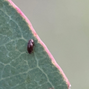 Latridiidae sp. (family) at Holtze Close Neighbourhood Park - 26 Apr 2024 05:15 PM