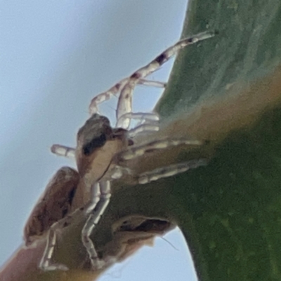 Helpis minitabunda (Threatening jumping spider) at Hackett, ACT - 26 Apr 2024 by Hejor1