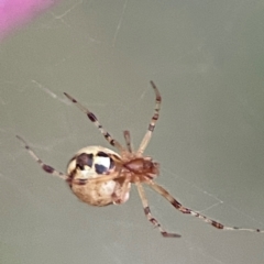 Cryptachaea veruculata (Diamondback comb-footed spider) at Holtze Close Neighbourhood Park - 26 Apr 2024 by Hejor1