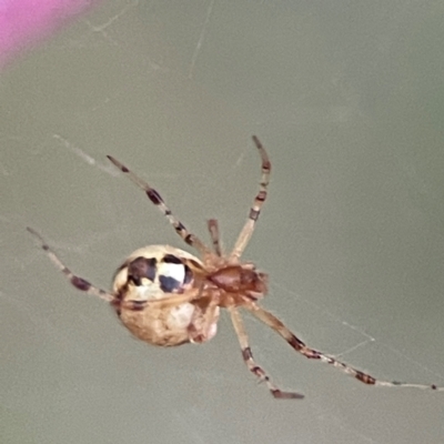 Cryptachaea veruculata (Diamondback comb-footed spider) at Holtze Close Neighbourhood Park - 26 Apr 2024 by Hejor1