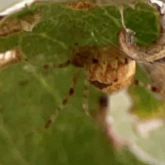 Cryptachaea veruculata at Holtze Close Neighbourhood Park - 26 Apr 2024 05:17 PM