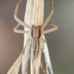 Runcinia acuminata at Holtze Close Neighbourhood Park - 26 Apr 2024 05:10 PM