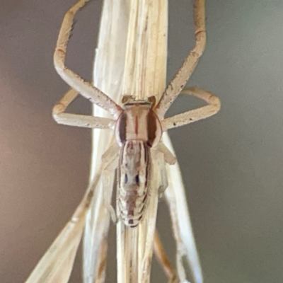 Runcinia acuminata (Pointy Crab Spider) at Holtze Close Neighbourhood Park - 26 Apr 2024 by Hejor1